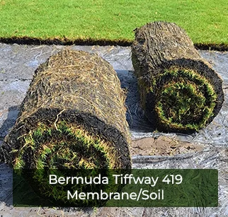 hybrid-bermuda-tifway-419-membrane (1)
