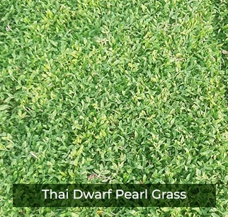 pearl-grass-soil-carpet