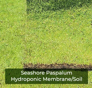 seashore-paspalum-hydroponic-membrane (1)