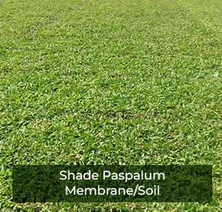 shade-paspalum-soil