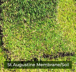 st-augustine-membrane